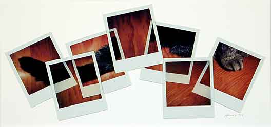 deconstructing the cat